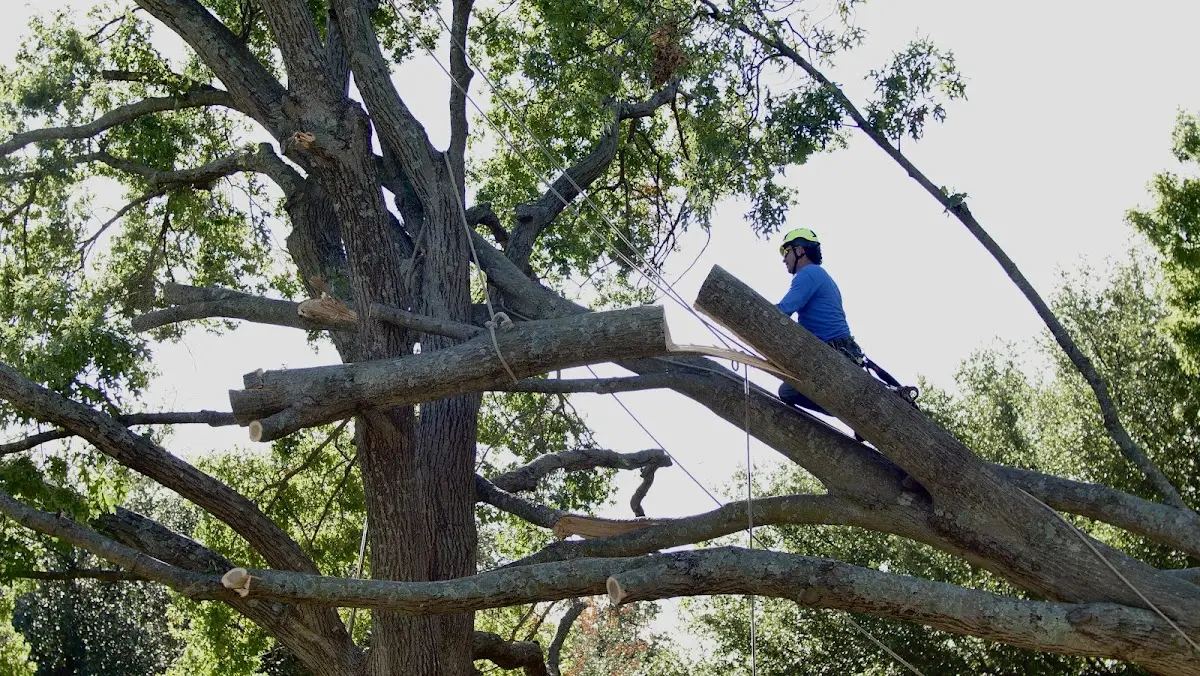 Professional Crown Thinning performed by certified arborists in Daufuskie Island