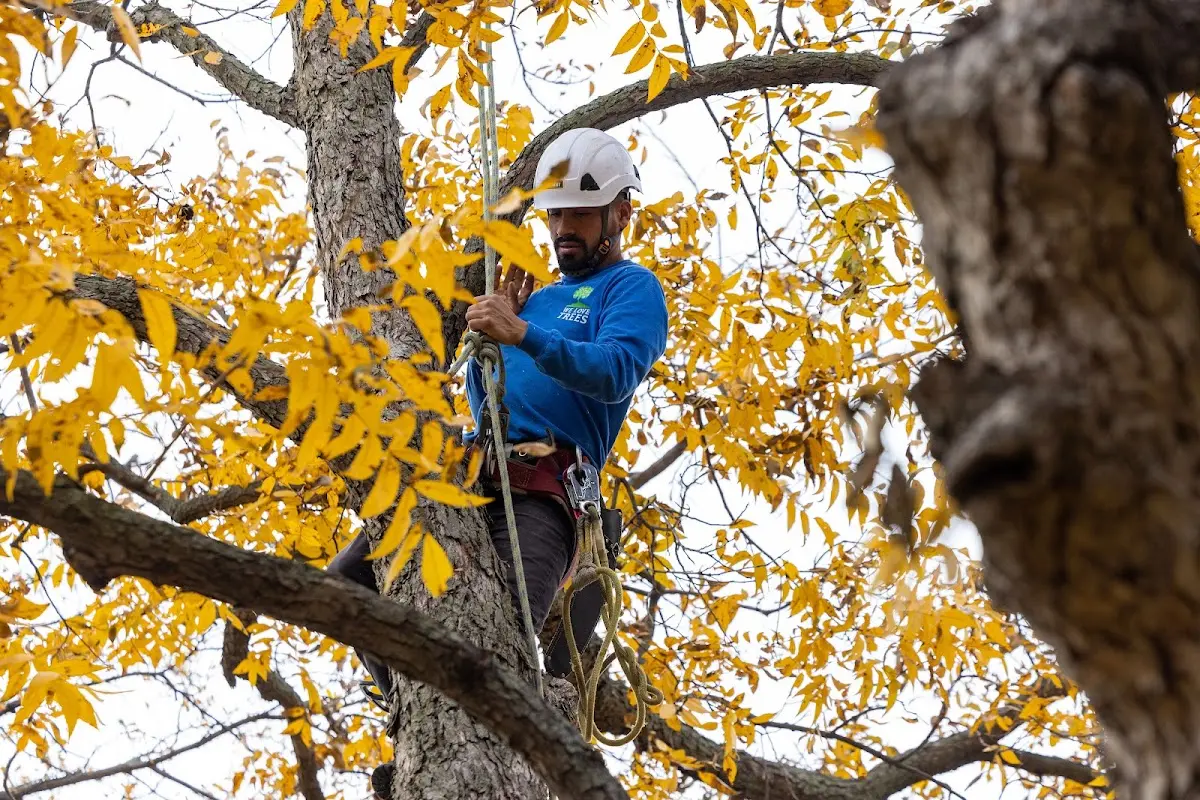 Skilled Storm Damage Cleanup crew working in Daufuskie Island