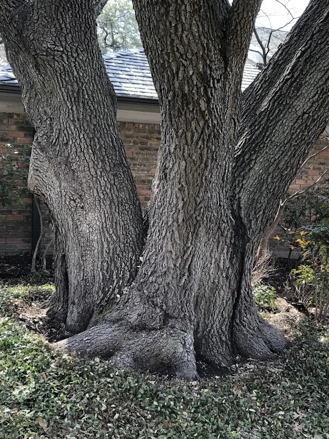 Mature heritage tree close to a Daufuskie Island property cared for by certified arborists